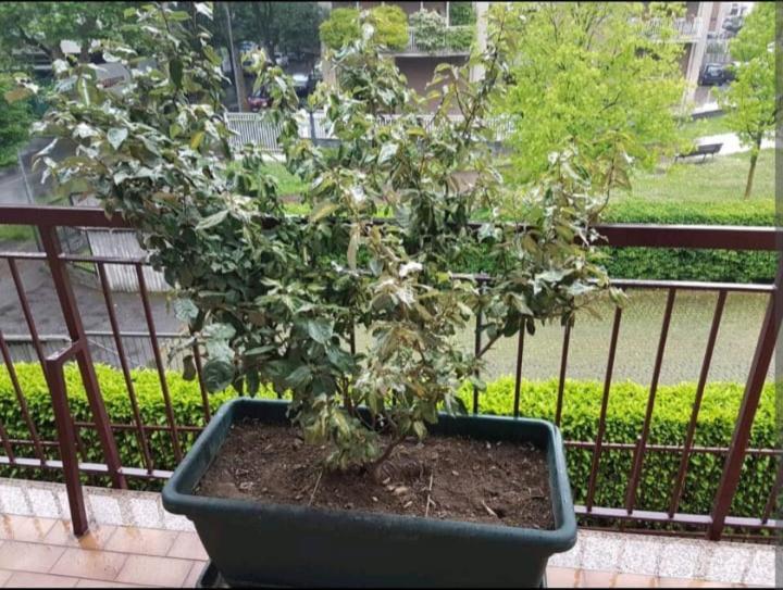 贝尔加莫和丁多尼酒店 外观 照片